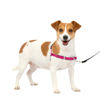 Picture of PetSafe Easy Walk Dog Harness - No Pull Dog Harness - Small, Raspberry