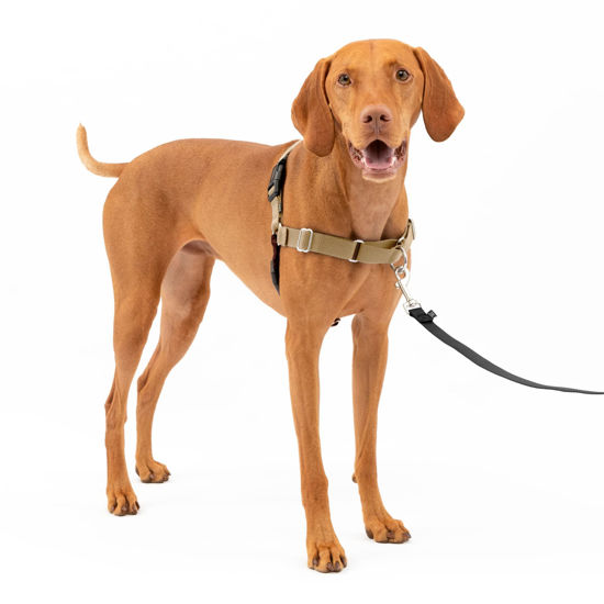 Picture of PetSafe Easy Walk No-Pull Dog Harness - The Ultimate Harness to Help Stop Pulling - Take Control & Teach Better Leash Manners - Helps Prevent Pets Pulling on Walks, Medium, Fawn/Brown