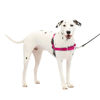 Picture of PetSafe Easy Walk Dog Harness - No Pull Dog Harness - Medium/Large, Raspberry