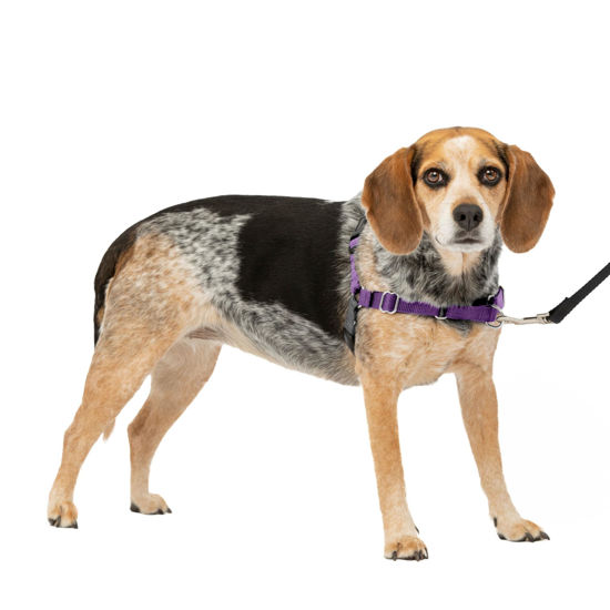 Picture of PetSafe Easy Walk Dog Harness - No Pull Dog Harness - Small/Medium, Deep Purple