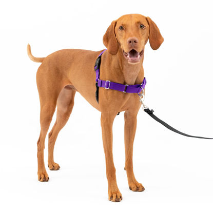 Picture of PetSafe Easy Walk No-Pull Dog Harness - The Ultimate Harness to Help Stop Pulling - Take Control & Teach Better Leash Manners - Helps Prevent Pets Pulling on Walks, Medium, Deep Purple/Black