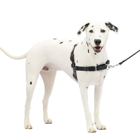 Picture of PetSafe Easy Walk No-Pull Dog Harness - The Ultimate Harness to Help Stop Pulling - Take Control & Teach Better Leash Manners - Helps Prevent Pets Pulling on Walks, Medium/Large, Charcoal/Black