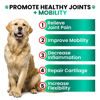 Picture of Hemp Hip and Joint Supplement for Dogs - Glucosamine for Dogs - 170 Dog Joint Pain Relief Treats - Chondroitin, MSM, Hemp Oil - Advanced Dog Joint Supplement Health - Mobility Support Chews