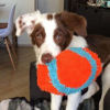 Picture of Chuckit! Indoor Fetch Fumbler Dog Toy (9.5 Inch), Orange and Blue