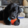 Picture of Chuckit Indoor Fetch Shaker Dog Toy (7.5 Inch), Orange and Blue