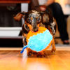 Picture of Chuckit Indoor Fetch Shaker Dog Toy (7.5 Inch), Orange and Blue