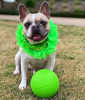 Picture of Jolly Pets 6 Inch Medium Soccer Ball Floating Bouncing Dog Toy in Apple Green