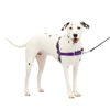 Picture of PetSafe Easy Walk Dog Harness - No Pull Dog Harness - Medium/Large, Deep Purple