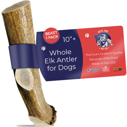 Picture of Devil Dog Pet Co Antler Dog Chew - Premium Elk Antlers for Dogs - Long Lasting Dog Bones for Aggressive Chewers - No Mess No Odor - Wild Shed in The USA - Veteran Owned (Beast)