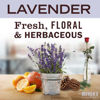 Picture of MRS. MEYER'S CLEAN DAY Holiday Hand Soap Bundle (Basil + Lavender + Lemon Verbena + Mint)