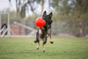 Picture of Jolly Pets Large Soccer Ball Floating-Bouncing Dog Toy, 8 inch Diameter, Orange