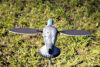 Picture of MOJO Pigeon Spinning Wing Dove Decoy for Dove Hunting