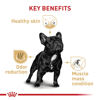 Picture of Royal Canin Breed Health Nutrition French Bulldog Adult: Dry Dog Food, 17 lb bag