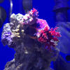 Picture of Seachem Prime Fresh and Saltwater Conditioner - Chemical Remover and Detoxifier 20L / 5.3 gal