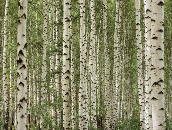 Picture of 12-Feet wide by 9-Feet high. Prepasted wallpaper full wall size mural from a photo of: Birch Trees Forest.Easy to hang remove and reuse (hang again) If U do as in our video.144"W x 108"H