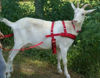 Picture of Goat Pulling Harness with Tugs Pulling Carts, Wagons Brush Work (Pygmy, Pink)