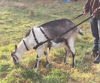 Picture of Goat Pulling Harness with Tugs Pulling Carts, Wagons Brush Work (Pygmy, Orange)