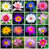 Picture of Breoudo 40Pcs Mixed Bowl Lotus Seeds for Planting, Non-GMO Lotus Flower Seeds, High Germination Rate Water Lily Seeds for Planting Home, Garden, Indoor, Outdoor