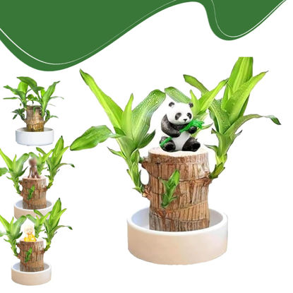 Picture of YEBLEM Brazilian Wood Plant,Fortune Brazil Wood Potted Plant,Brazilian Wood Hydroponic Plant, Brazilian Lucky Wood,Mini Brazil Wood for Desktop Decoration, with Plastic Tray (D)