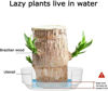 Picture of YEBLEM Brazilian Wood Plant,Fortune Brazil Wood Potted Plant,Brazilian Wood Hydroponic Plant, Brazilian Lucky Wood,Mini Brazil Wood for Desktop Decoration, with Plastic Tray (D)